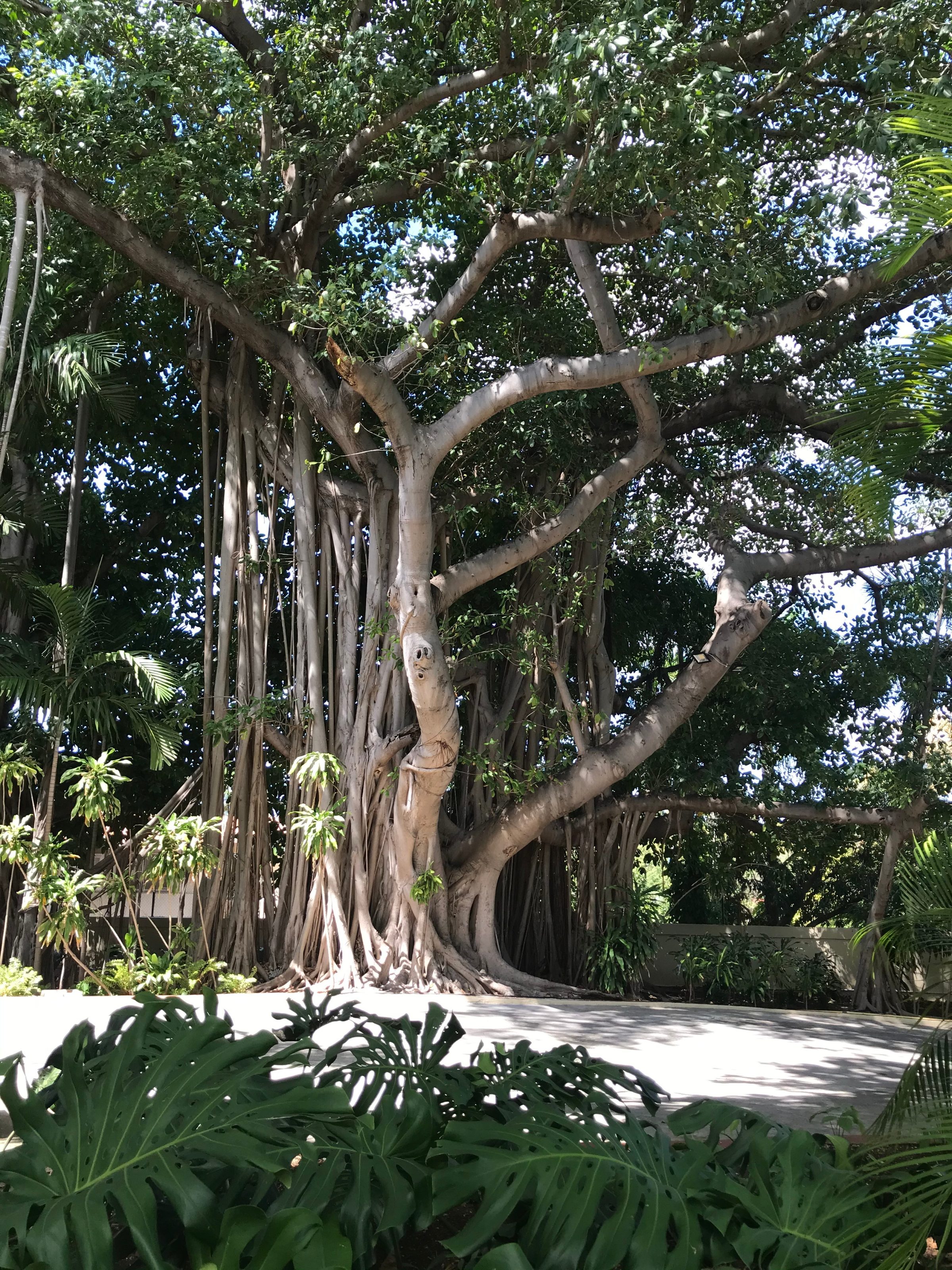 Ambassade — détail de plantation