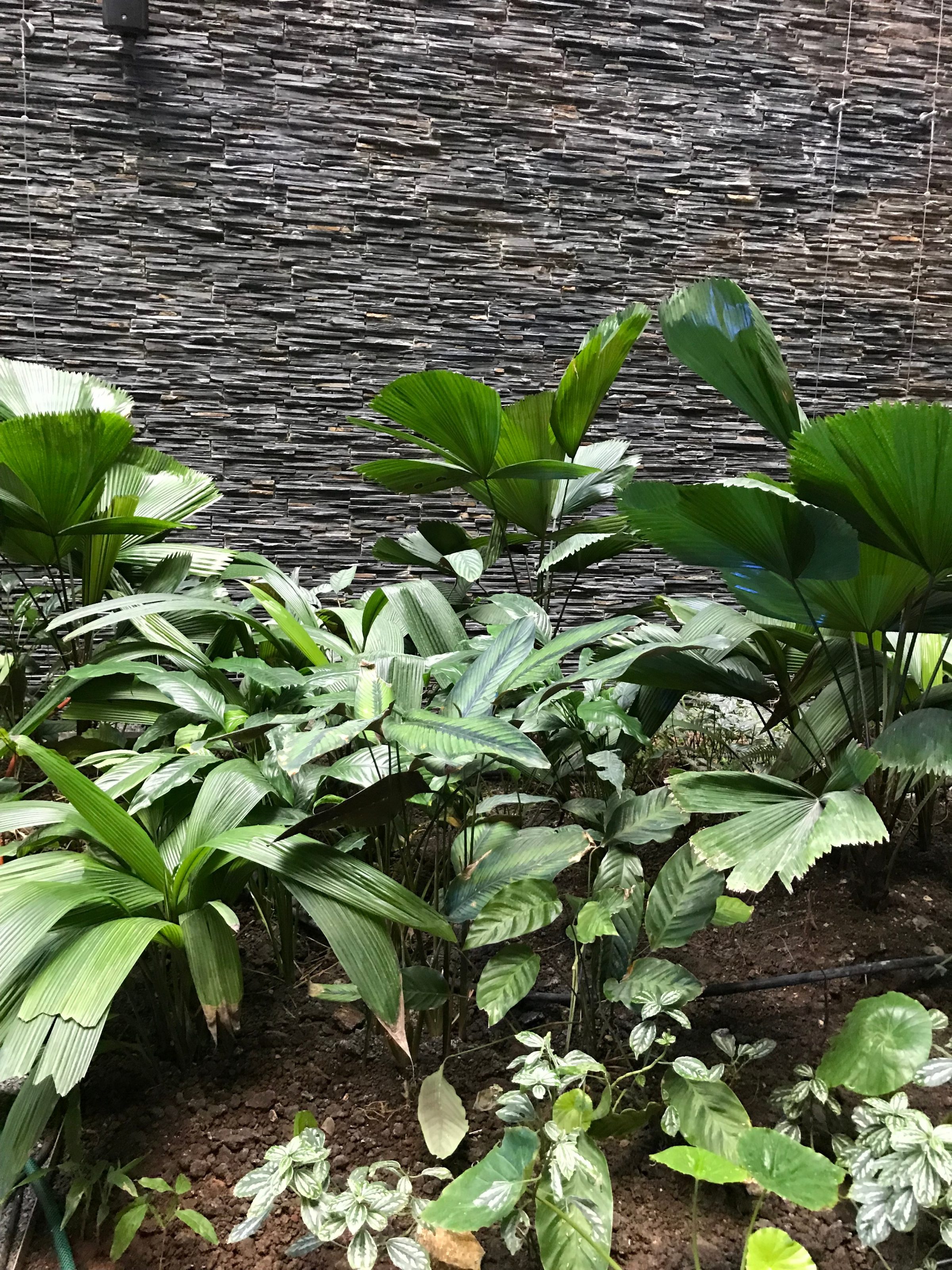Iberostar — Licuala grandis et sous-bois