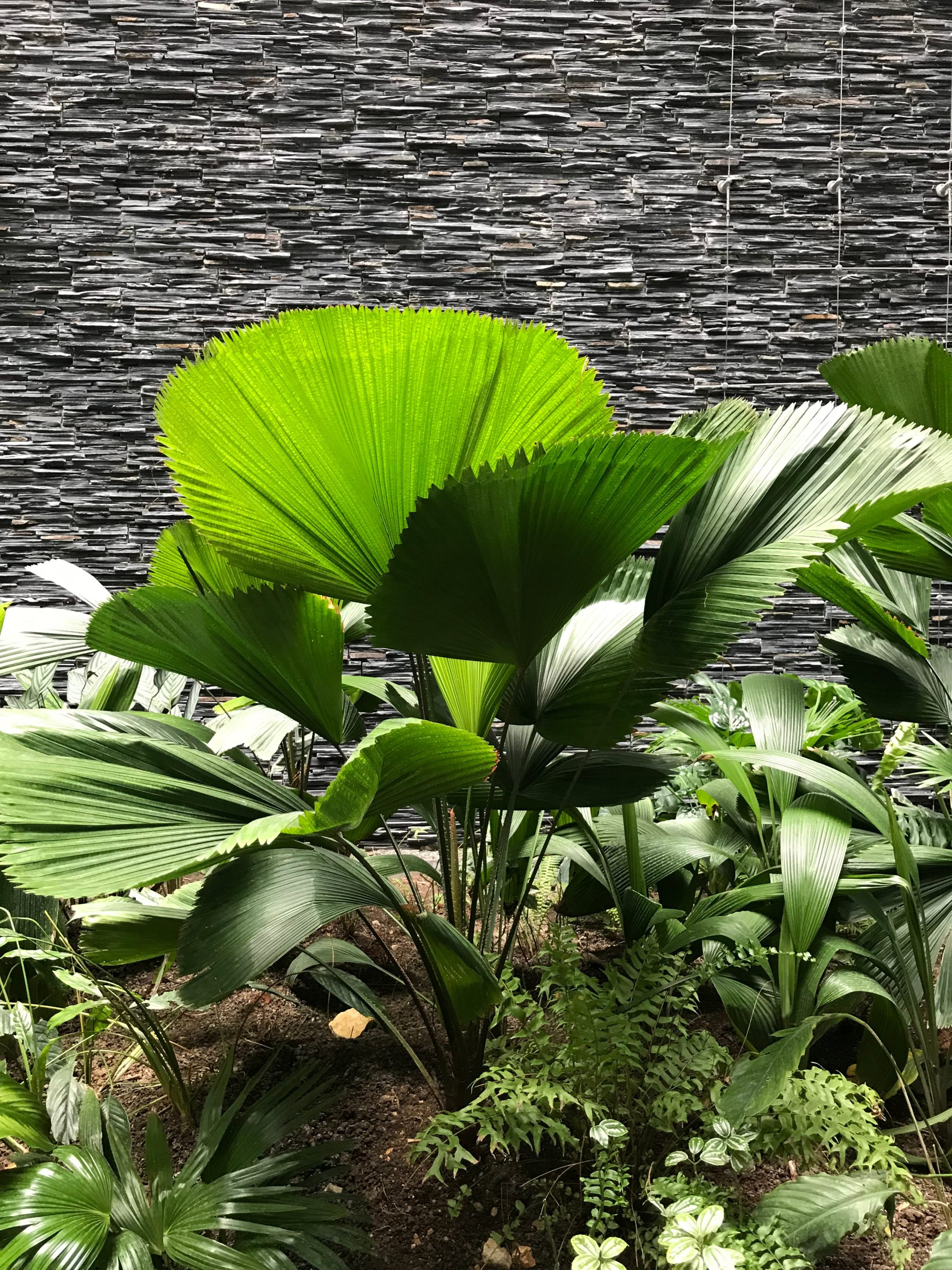 Iberostar — Heliconia et Alpinia