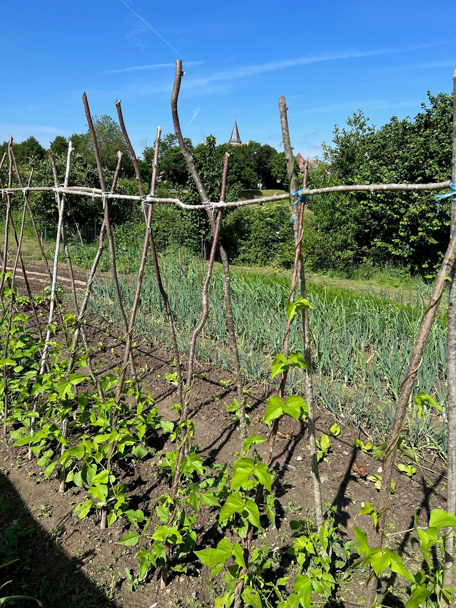 Jardin Privé — détail végétal