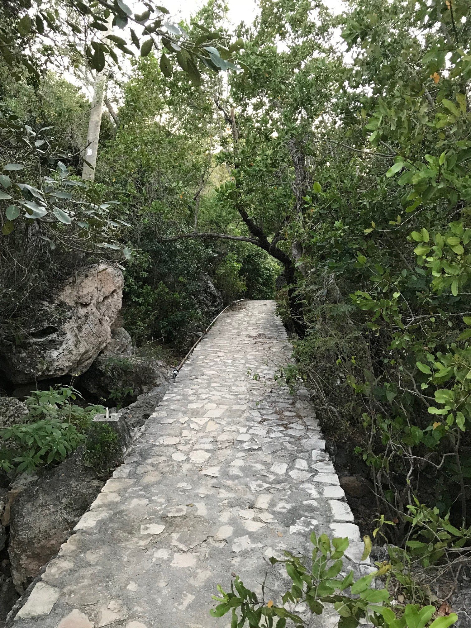 La Traversée — roches et végétation littorale