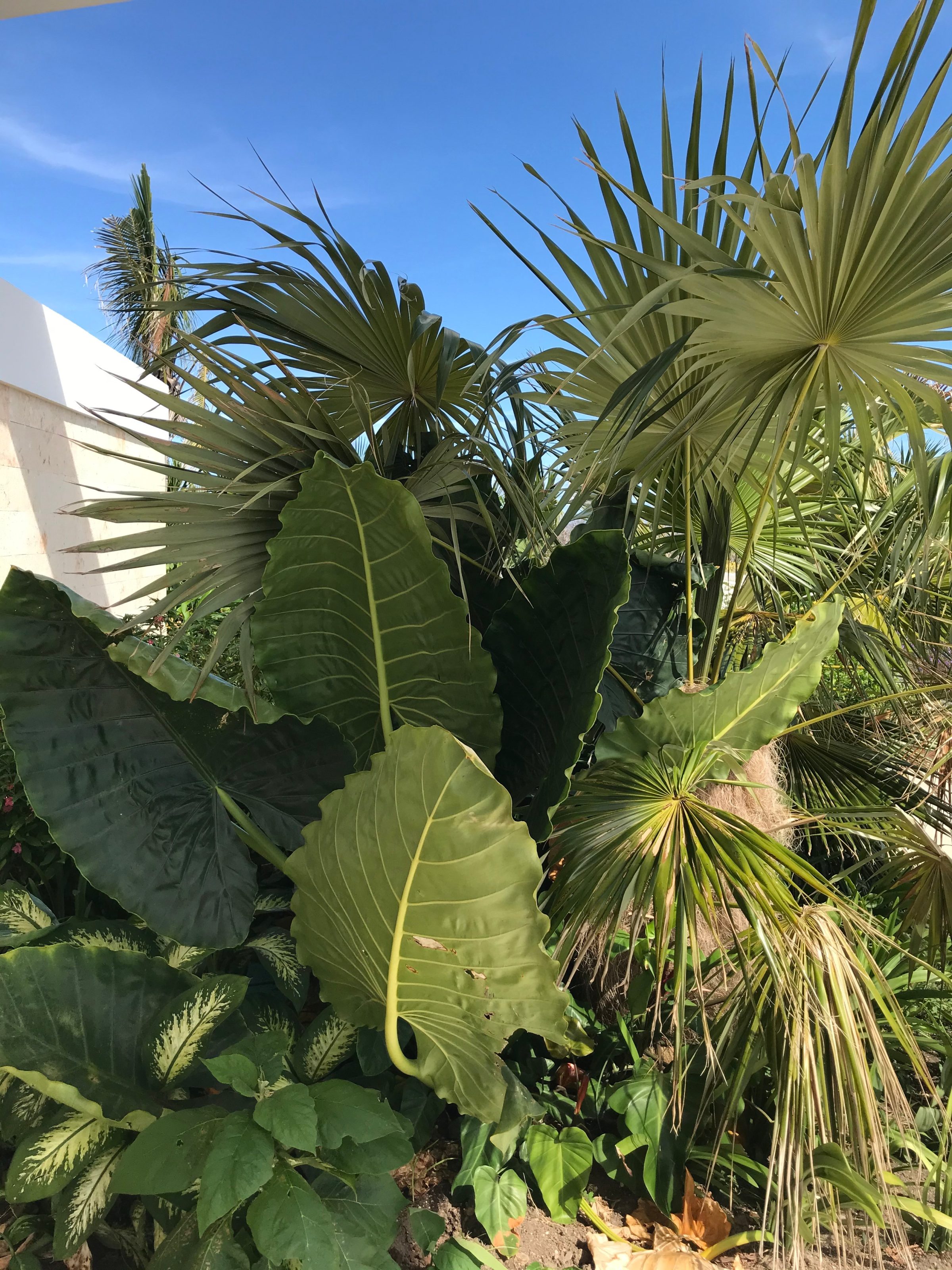 Villa Privée — détail de jardin